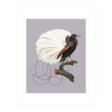 Vintage Bird Prints (Print Only) thumbnail