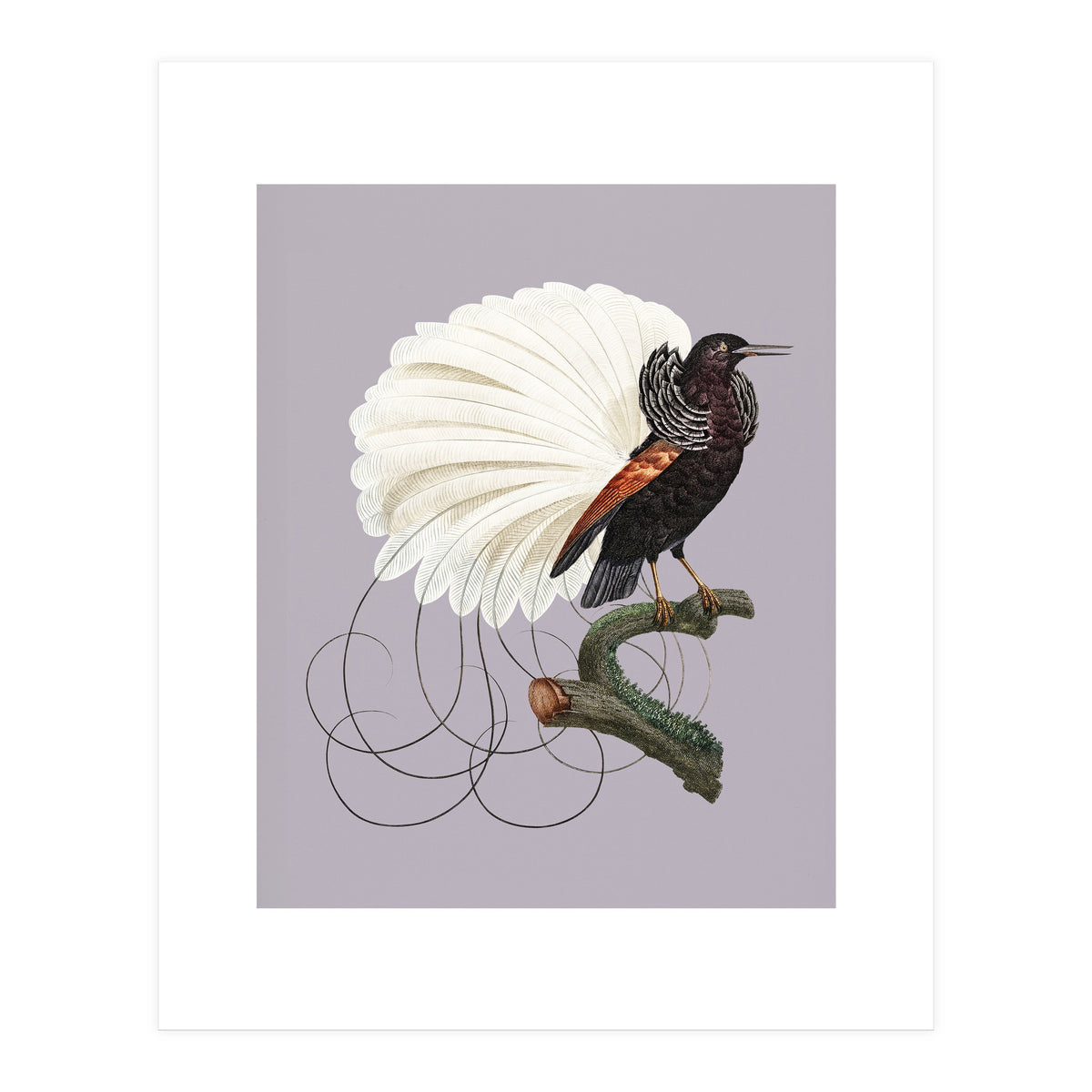 Vintage Bird Prints (Print Only)