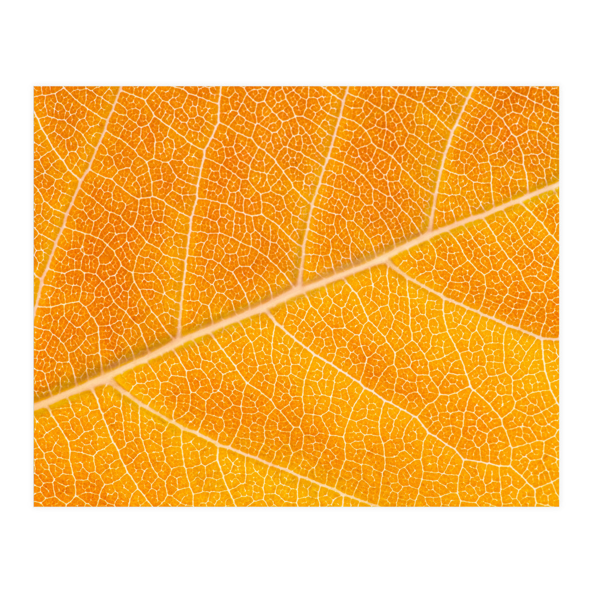 Autumn Leaf (Print Only)