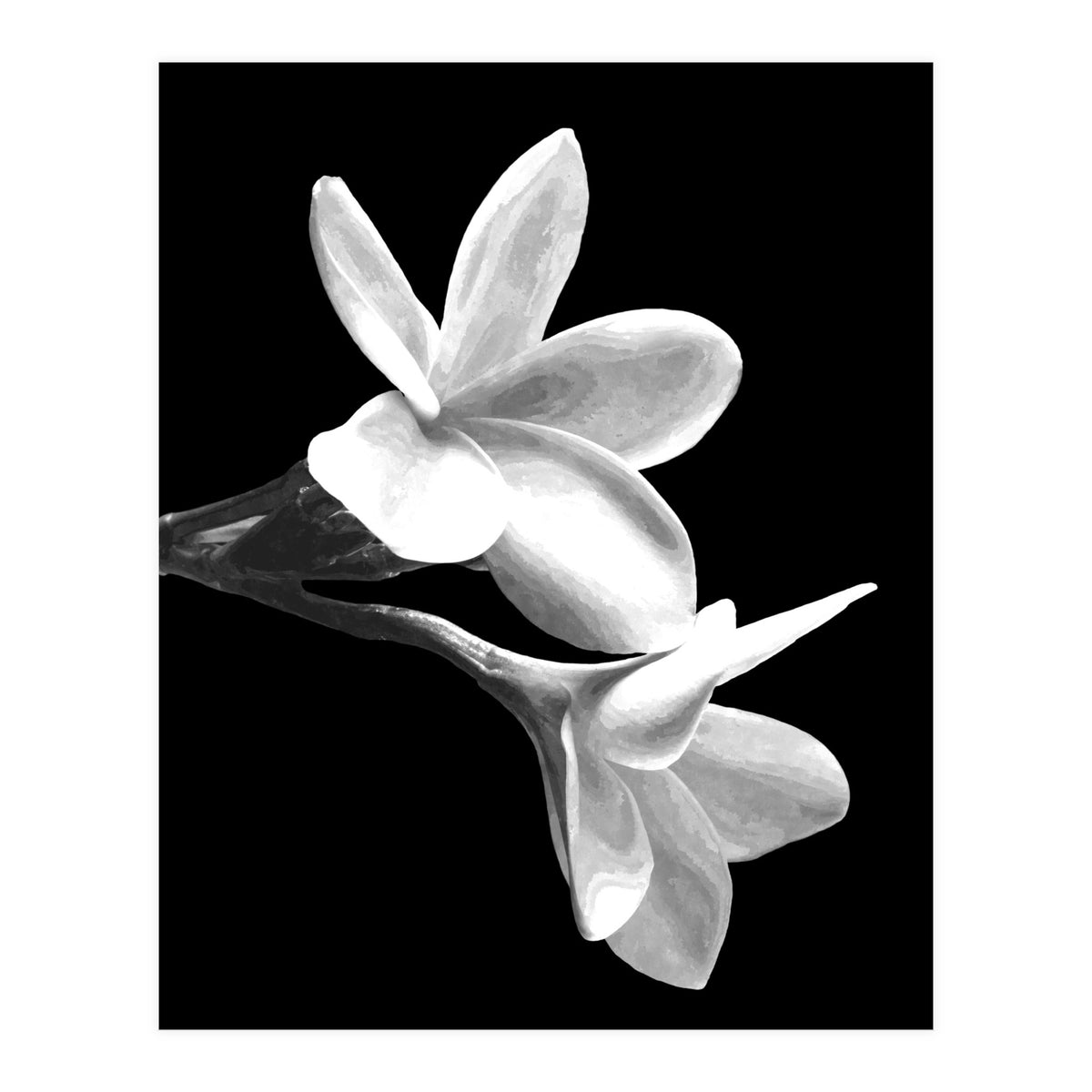 Black and White Flowers  (Print Only)