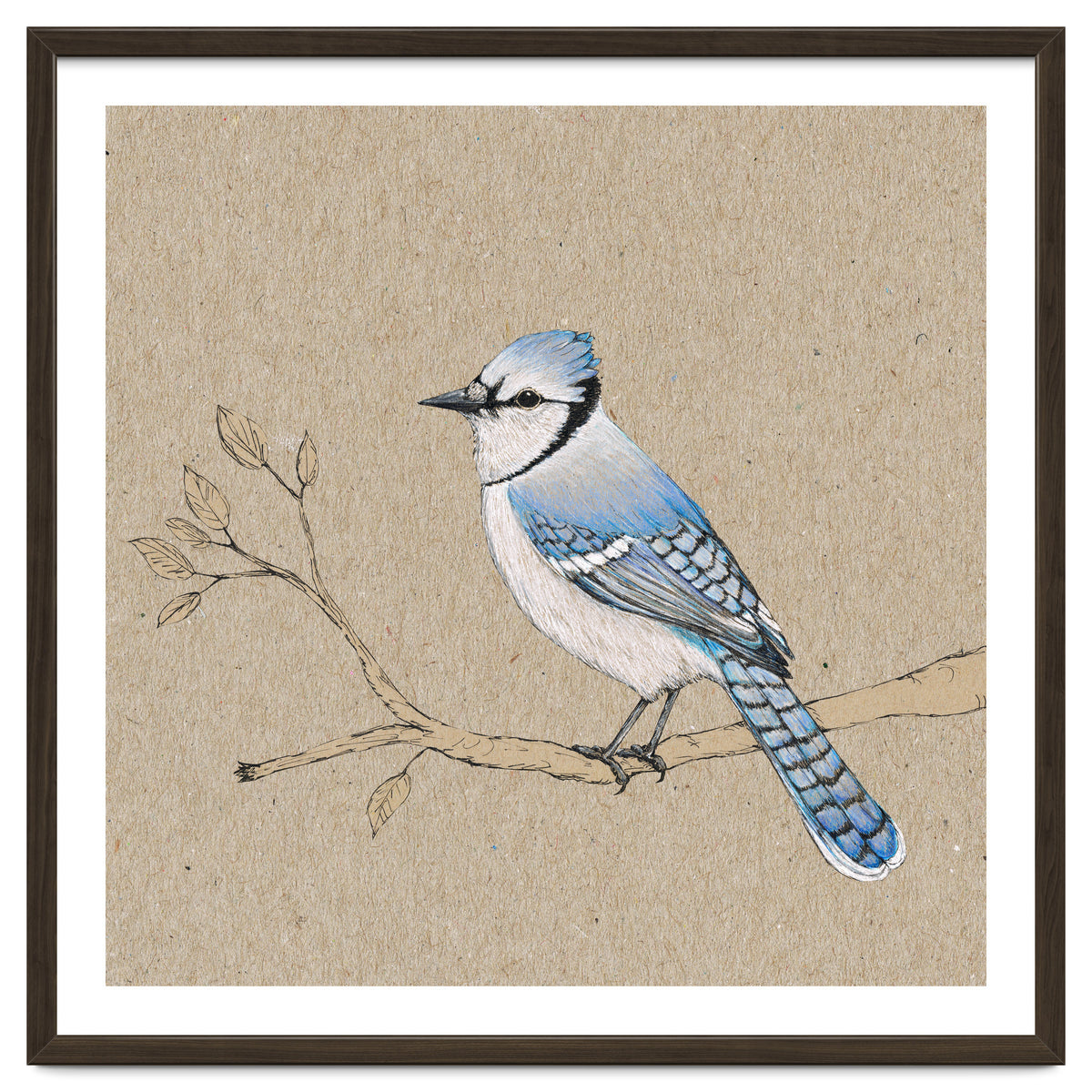 Blue jay