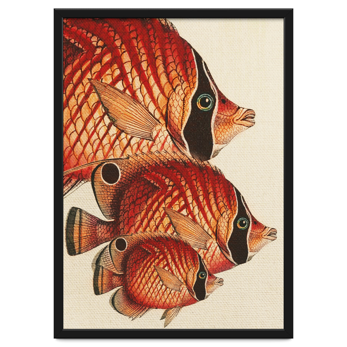 Fish Classic Designs 2