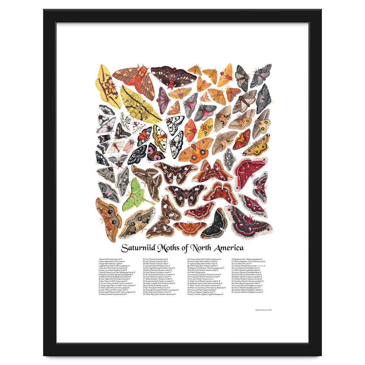 Saturniid Moths of North America