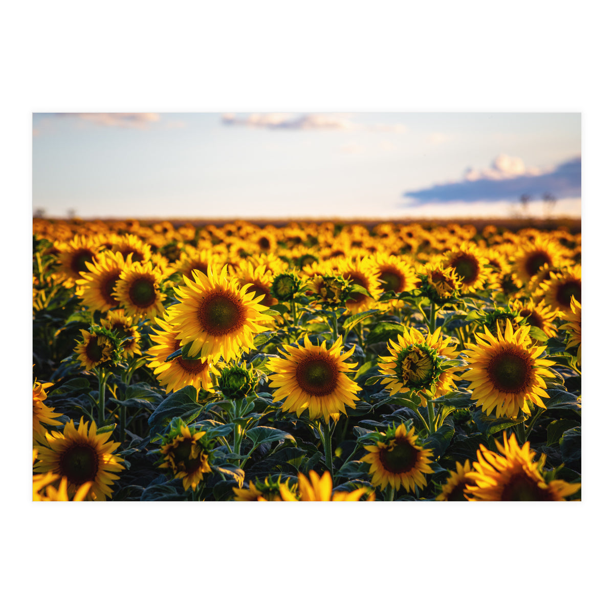 Summer Sunflowers (Print Only)
