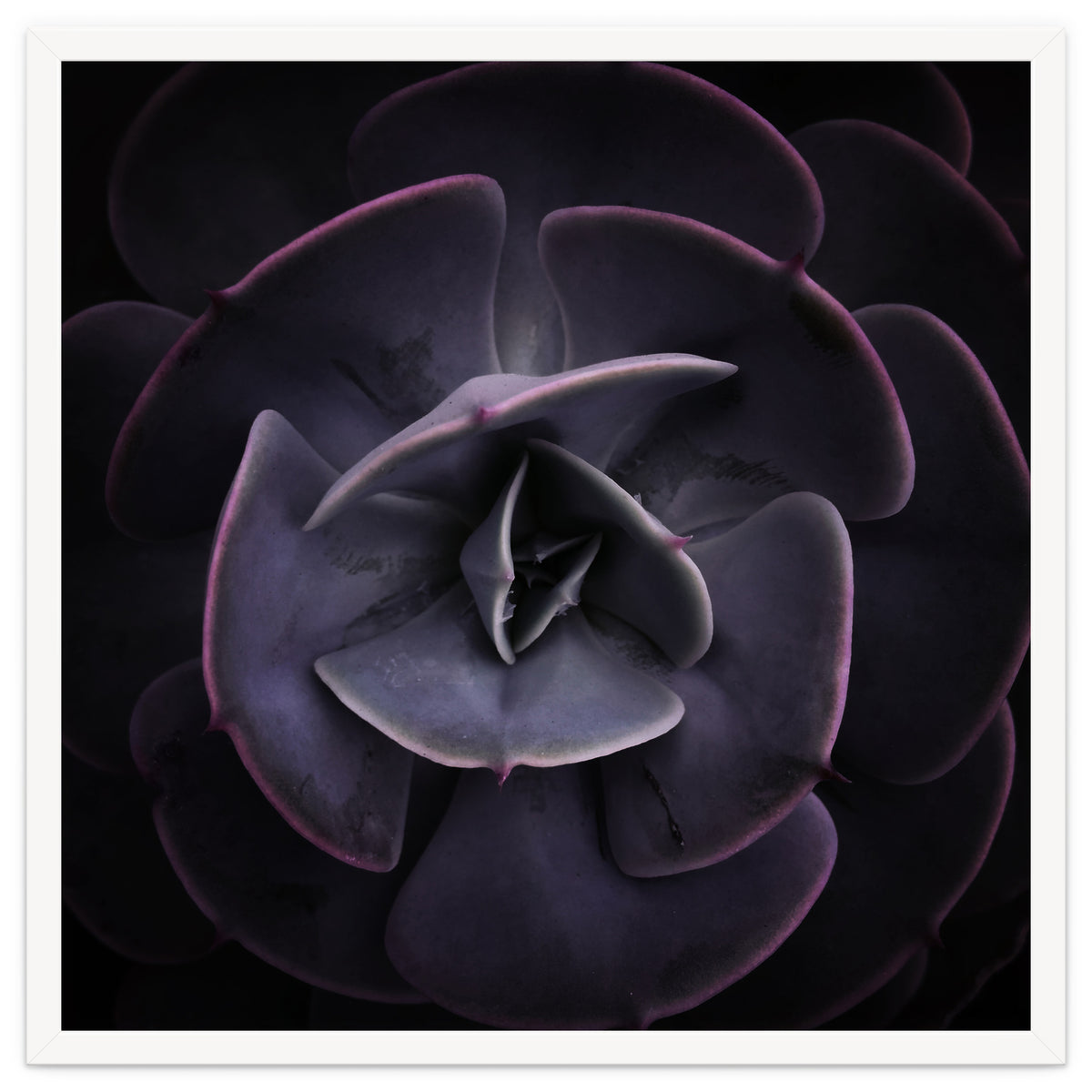 DARKSIDE OF SUCCULENTS VIII