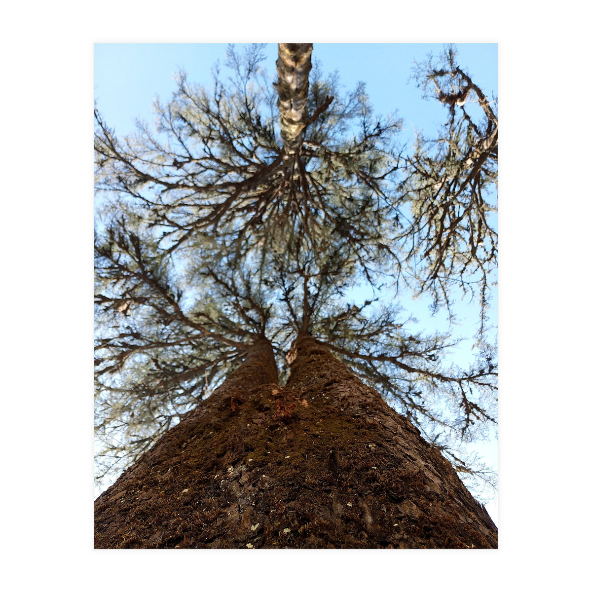 Ataraxia - Tree Series 2 (Print Only)