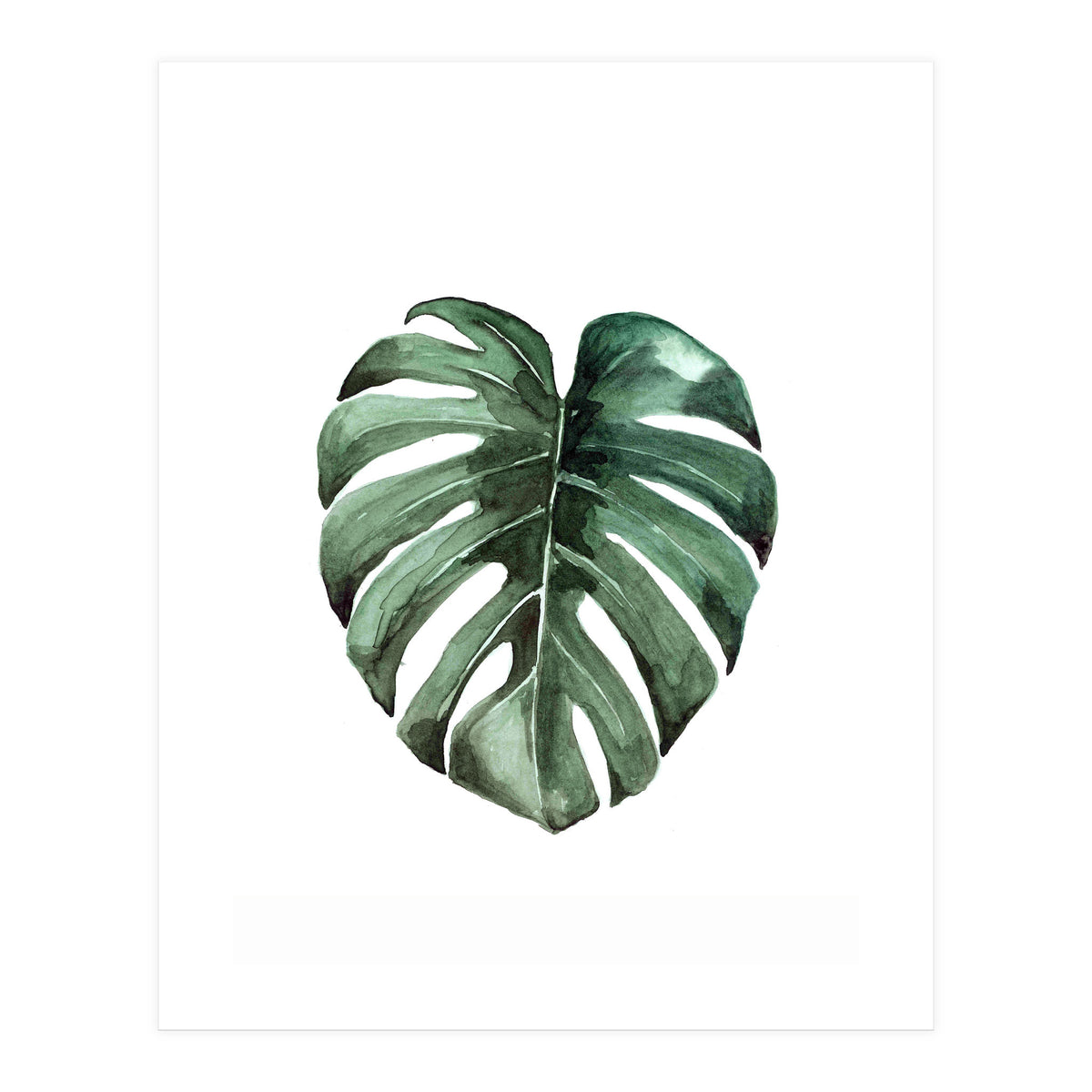 Botanical Illustration Monstera Deliciosa (Print Only)