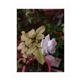 White Rose Garden (Print Only) thumbnail