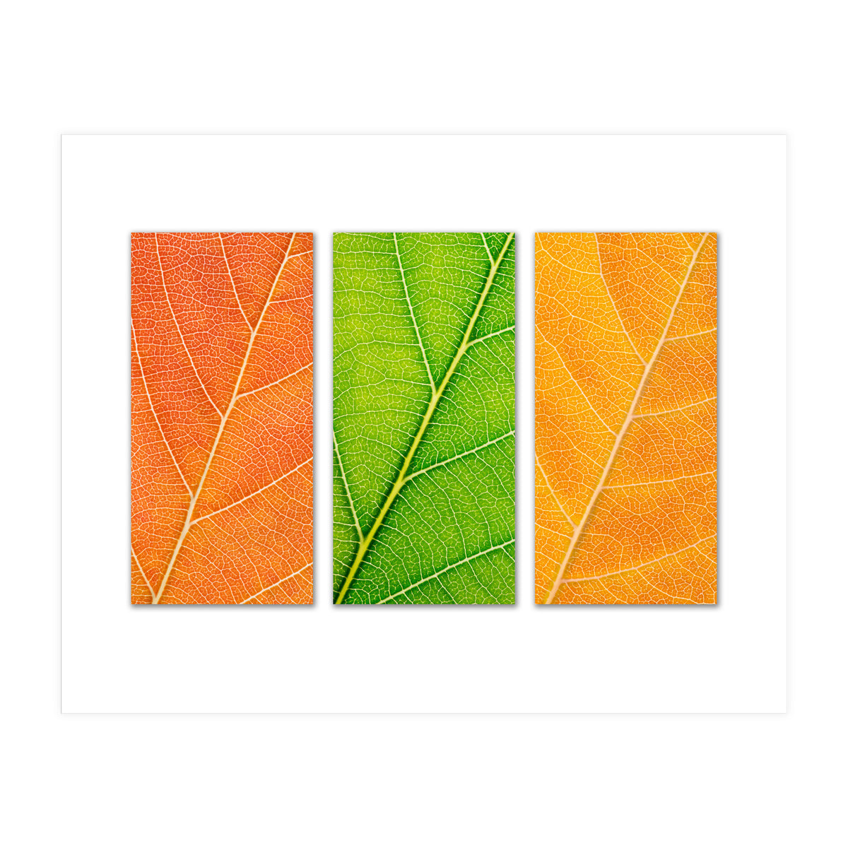 Autumn Leaves (Print Only)