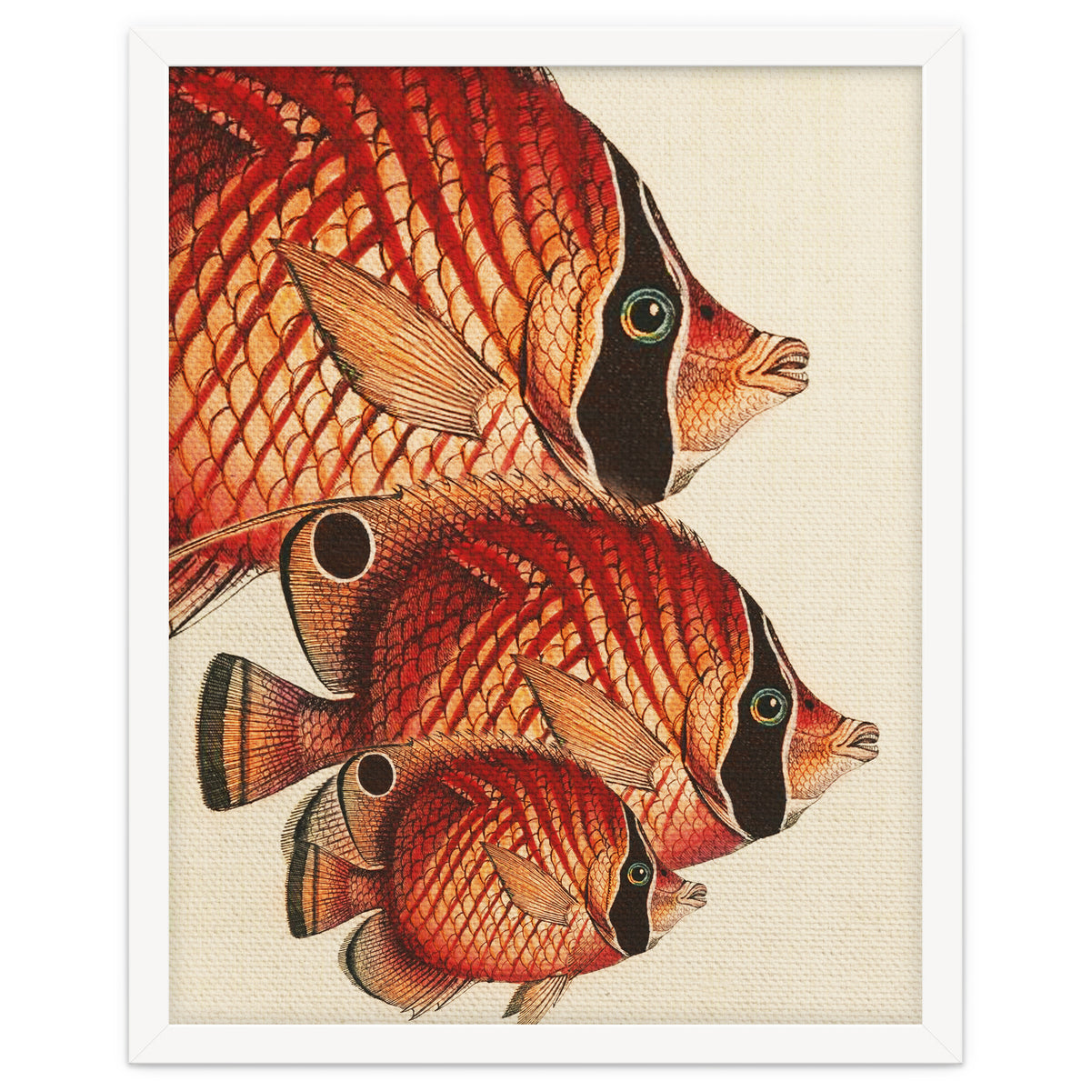 Fish Classic Designs 2