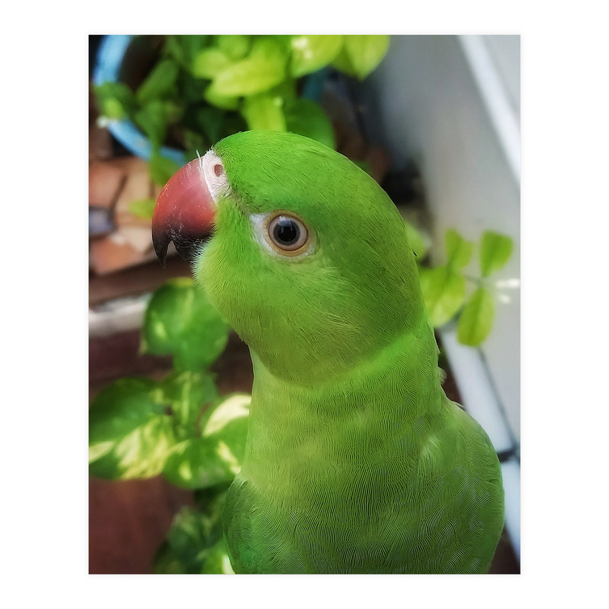 Gazing Parrot (Print Only)