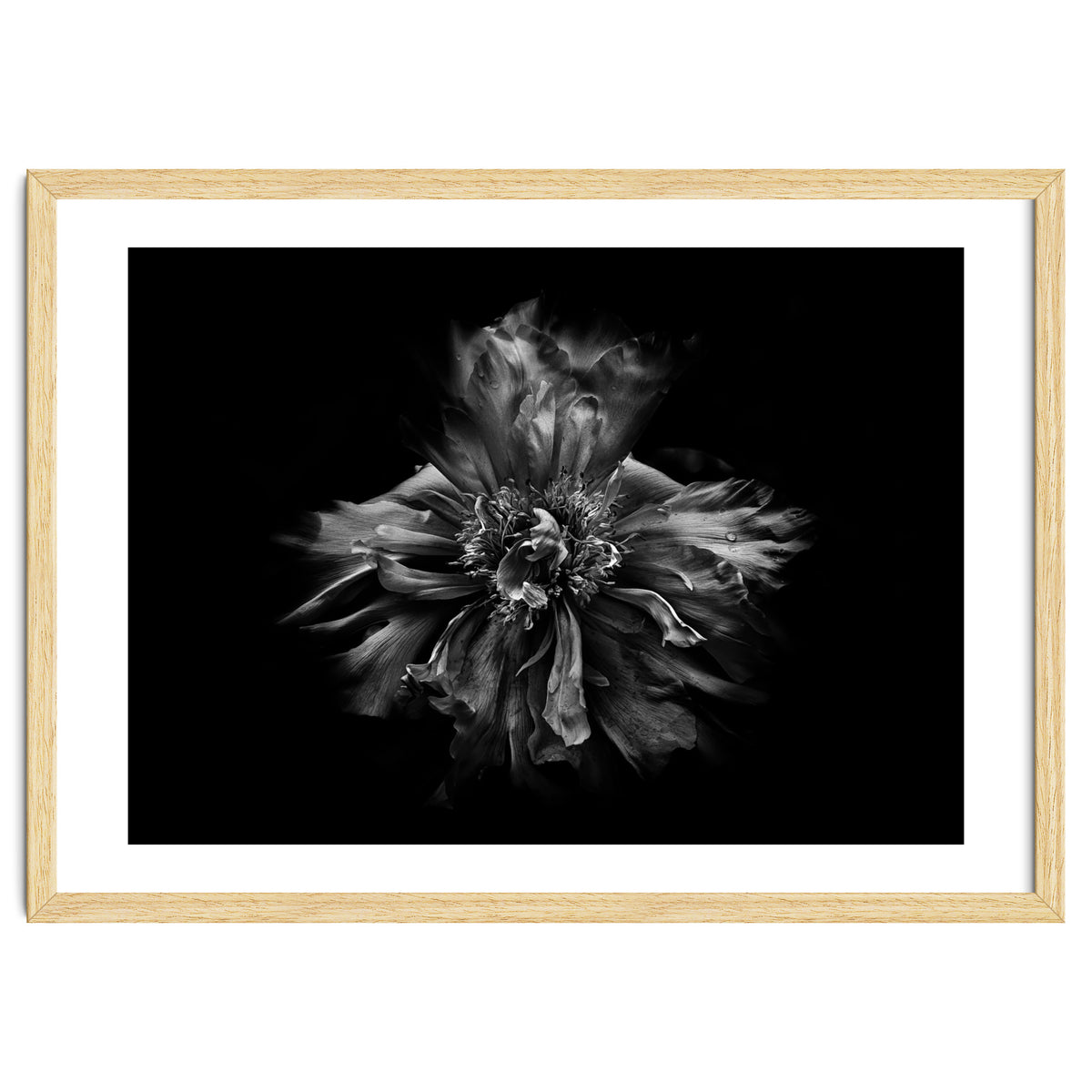 Backyard Flowers In Black And White No 49