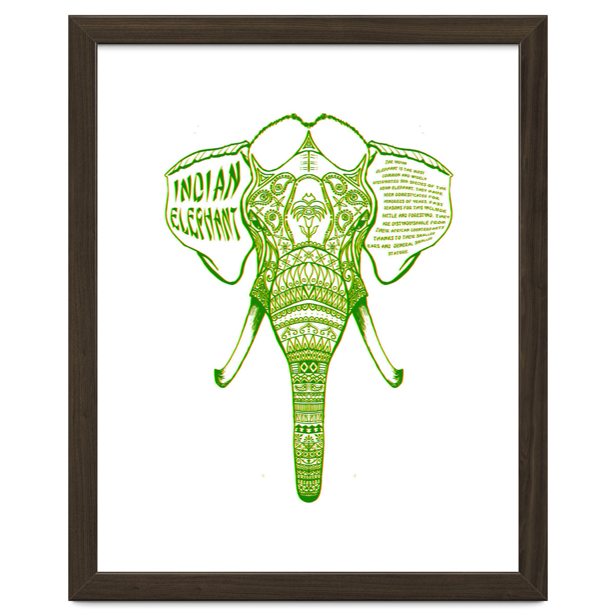Indian Elephant
