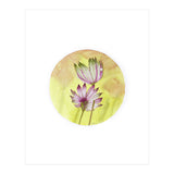 Circular Astrantia  (Print Only) thumbnail
