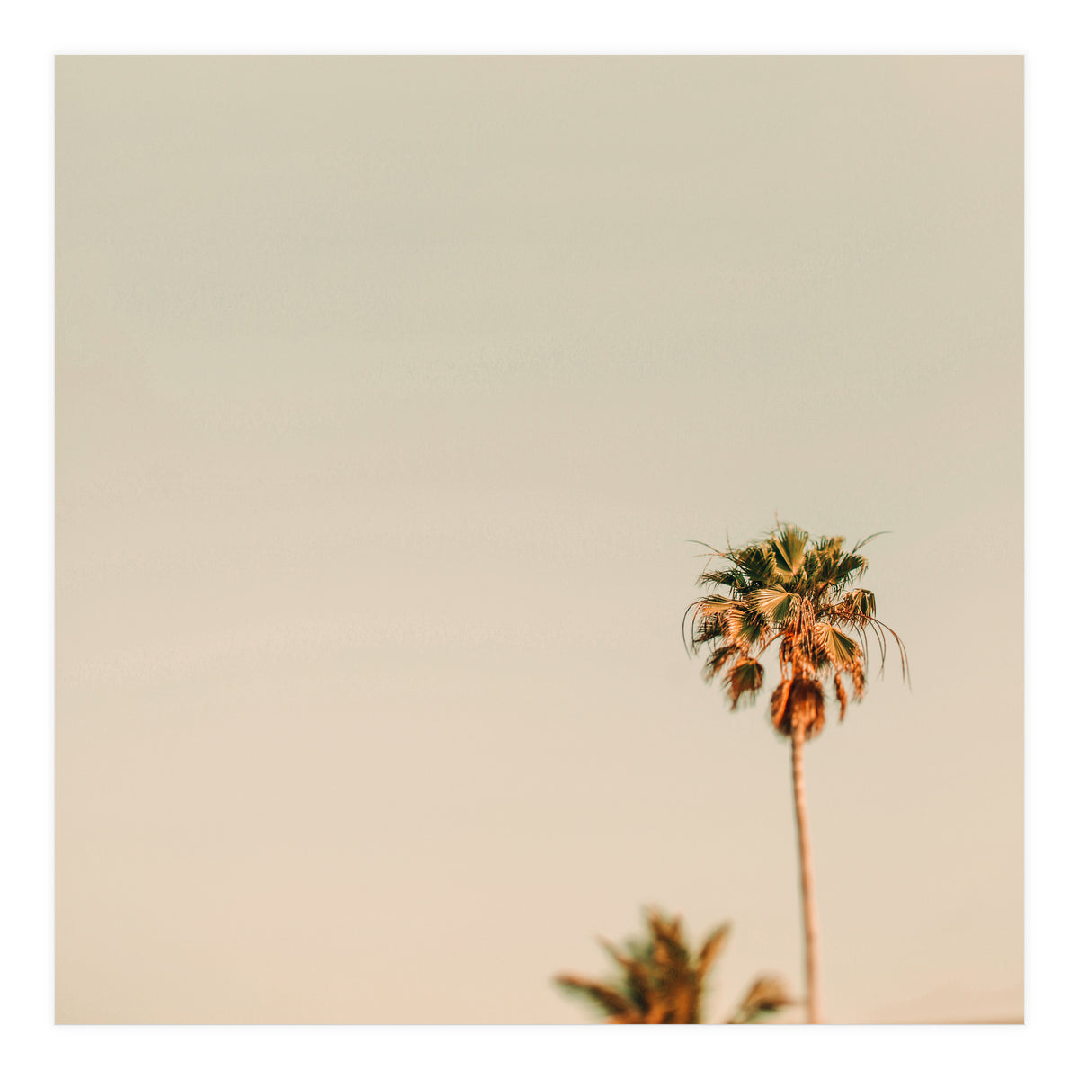 Minimal Palms  (Print Only)