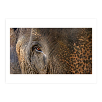 Face To Face - Elephant eye (Print Only)