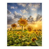 Sunset with beautiful sunflowers (Print Only) thumbnail