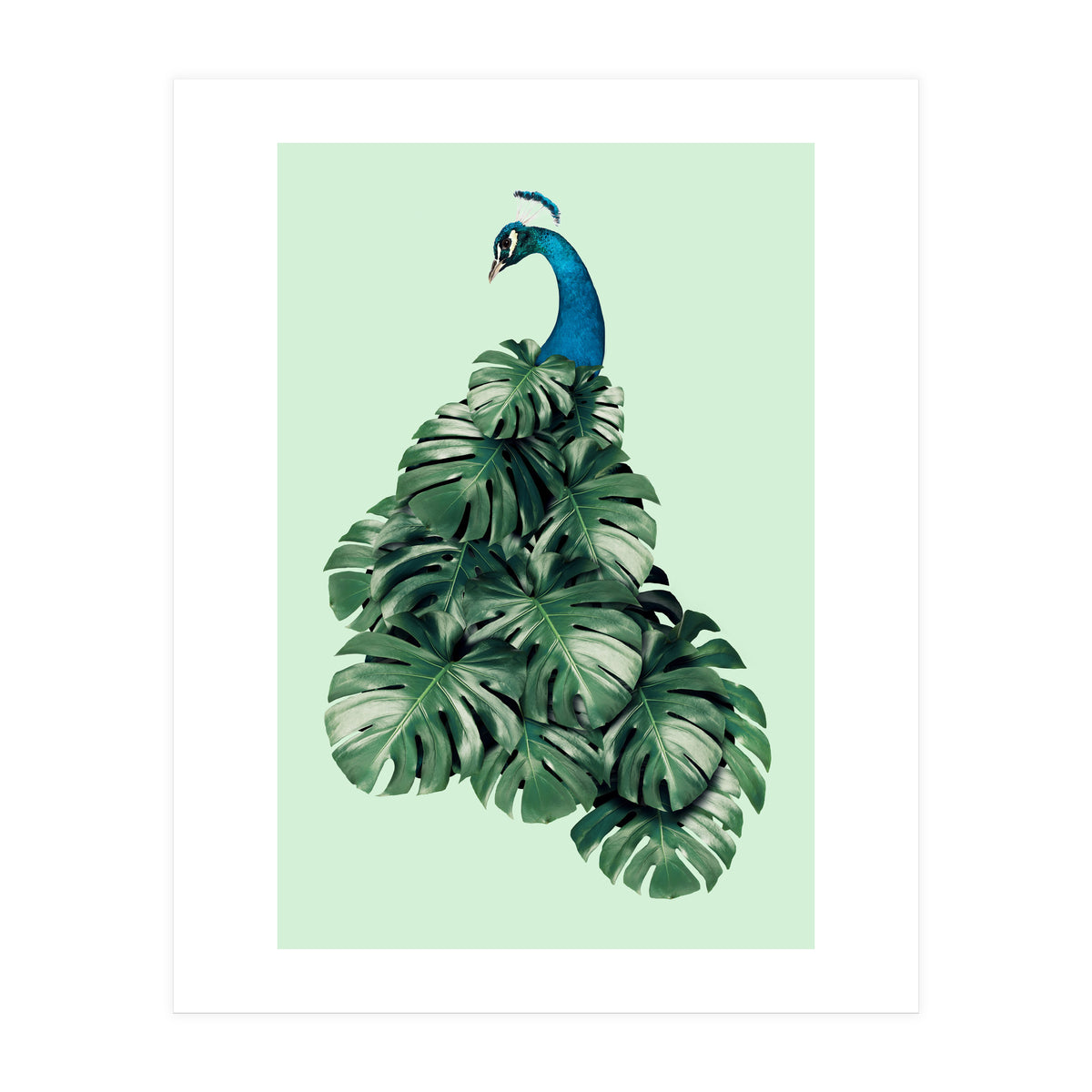 Monstera Bird (Print Only)