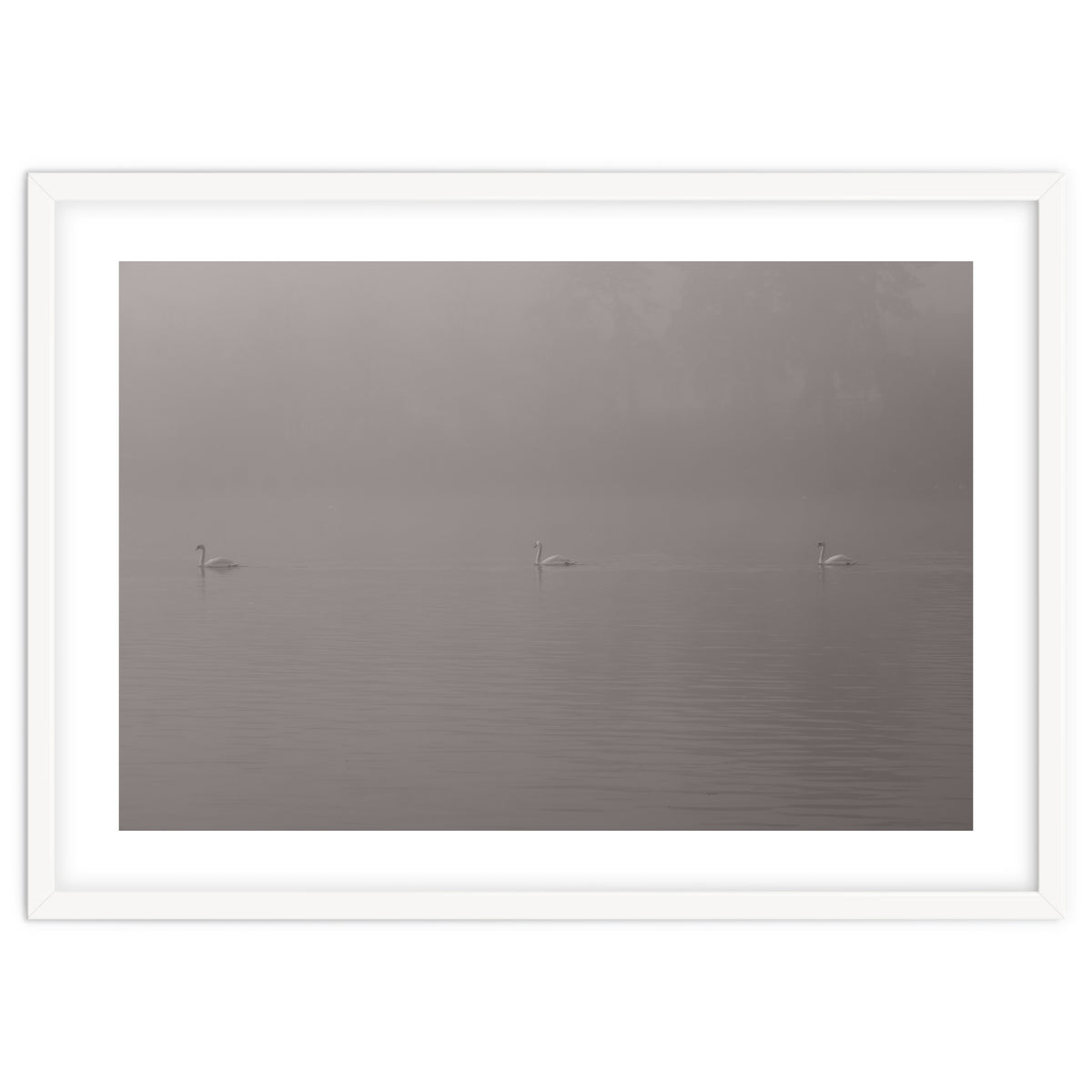 Swans in the mist