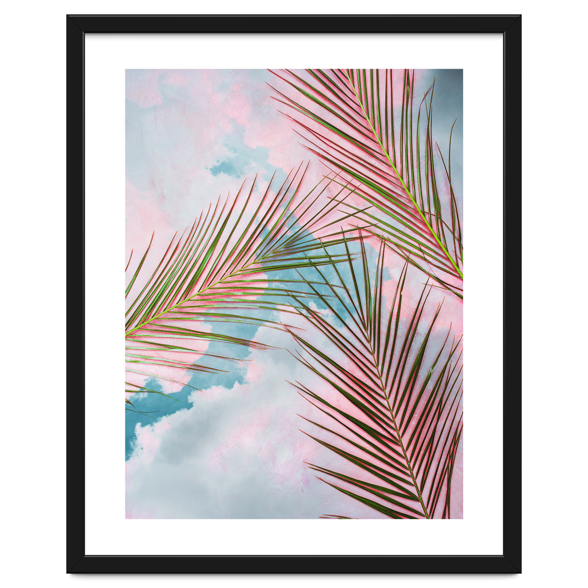 Palms + Sky