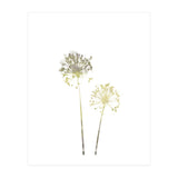 Neutral Dandelions (Print Only) thumbnail