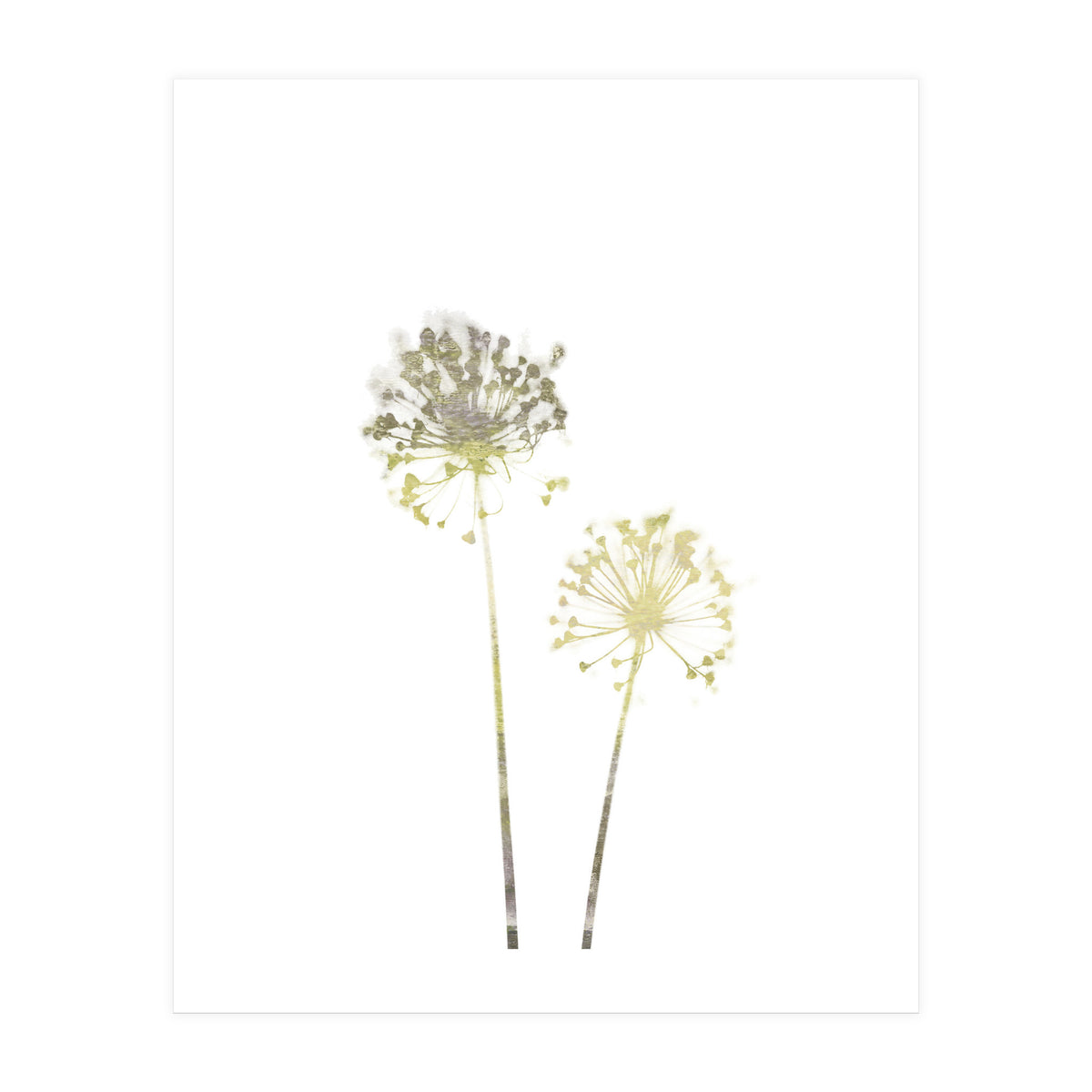 Neutral Dandelions (Print Only)