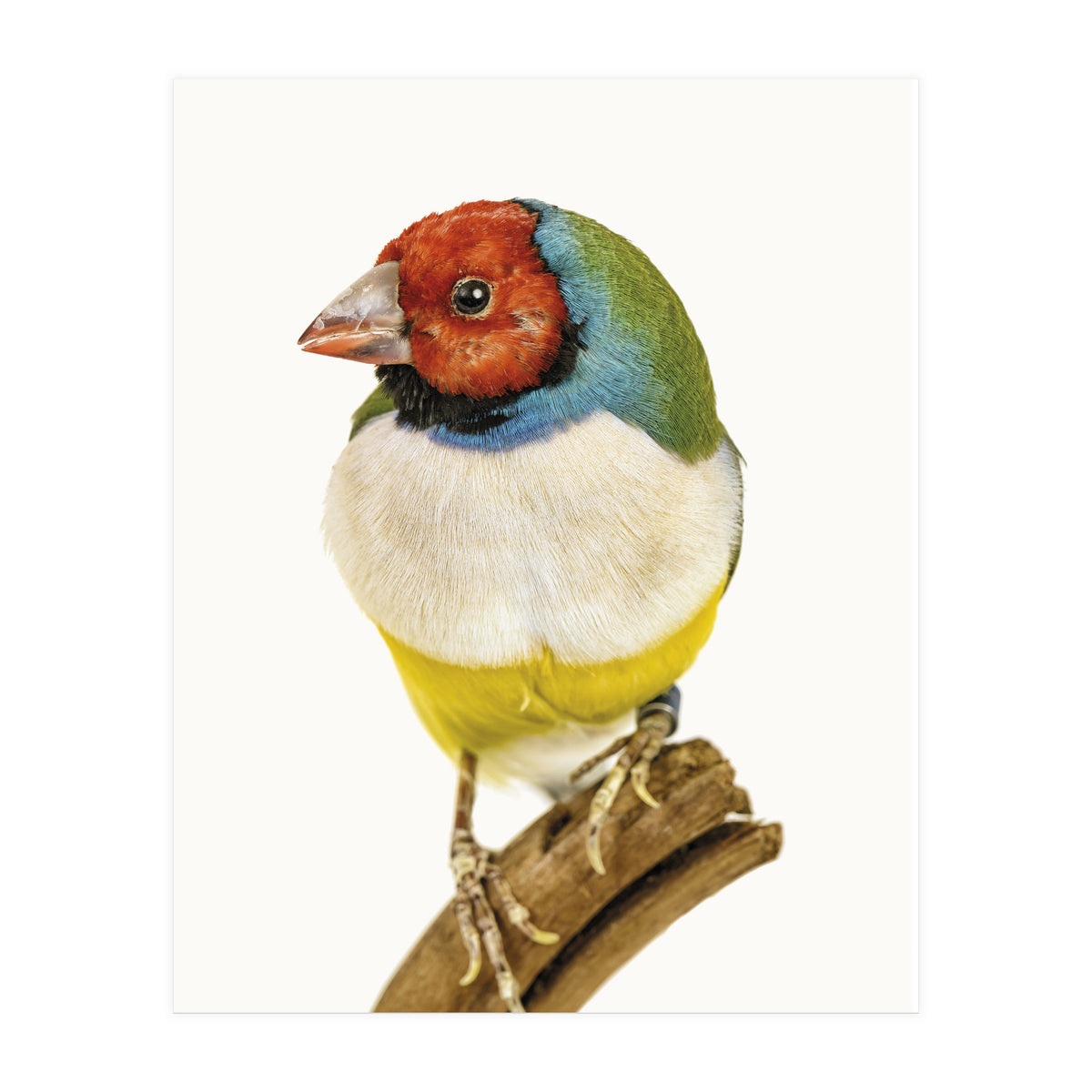 Cc Birds 06 (Print Only)