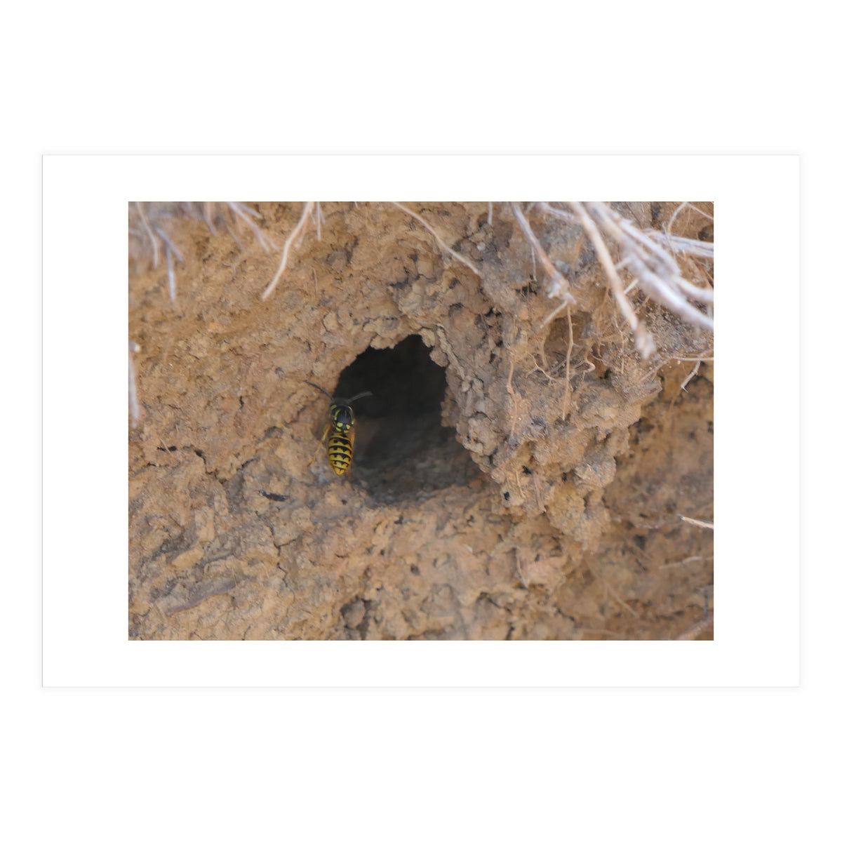 Wasp World (Print Only)