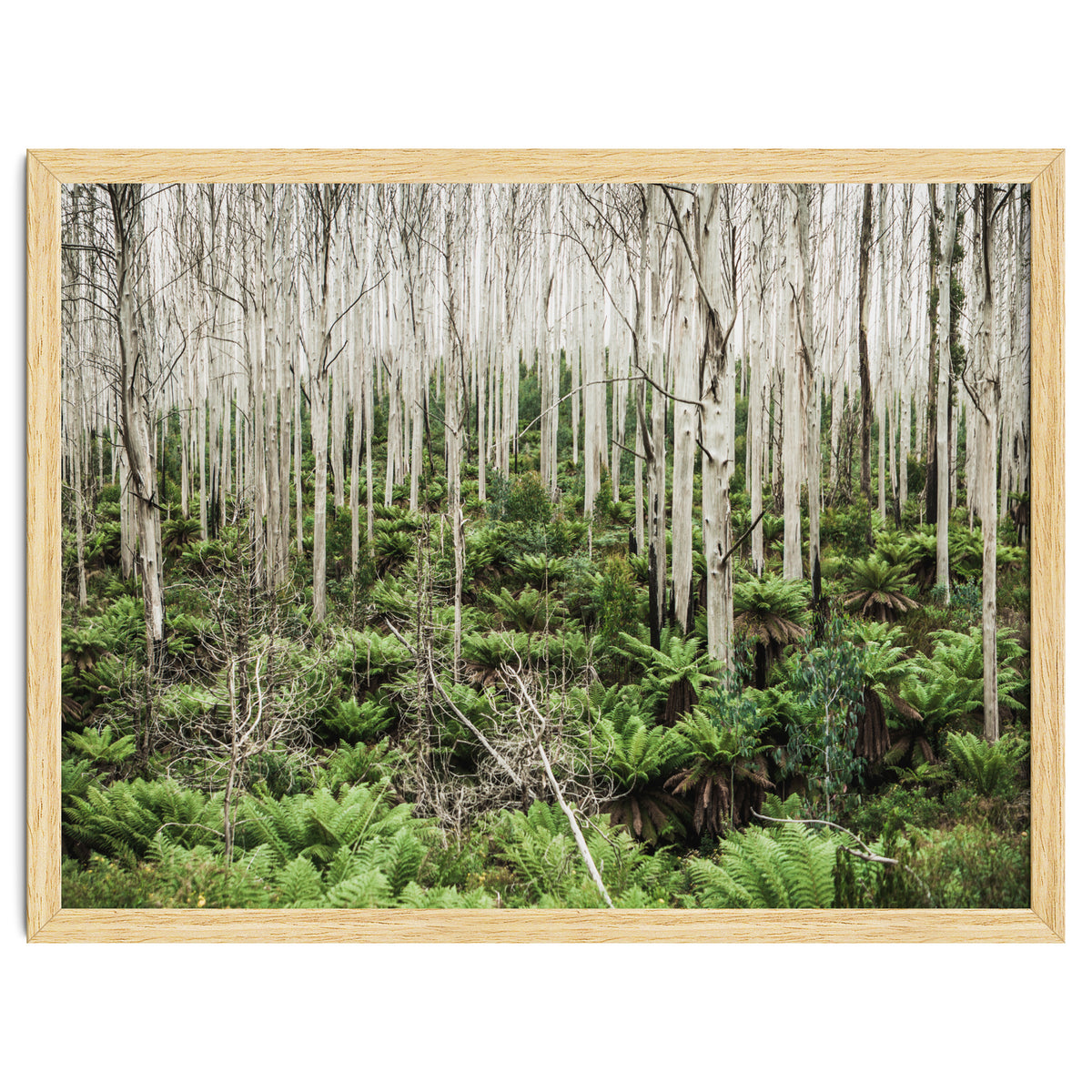 Forest After The Fire