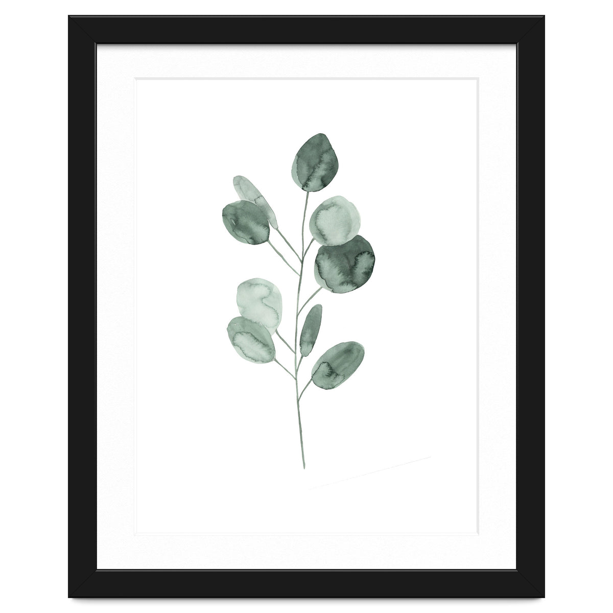 Botanical Illustration Eukalyptus2