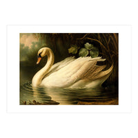 Swan Classic Painting (Print Only)