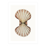 Cc Shell 06 (Print Only) thumbnail