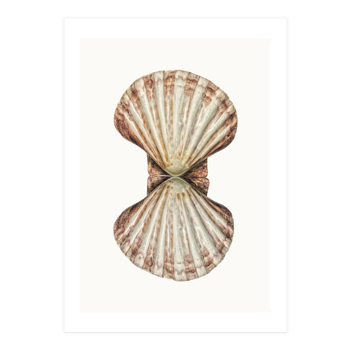 Cc Shell 06 (Print Only)