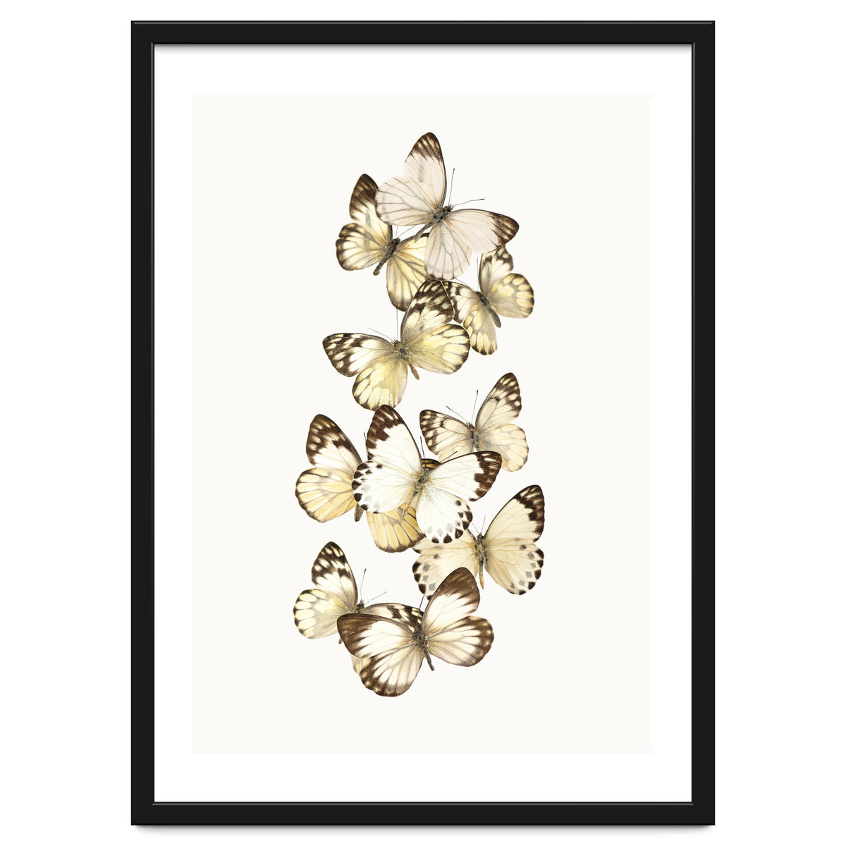 Cc Butterflies 01