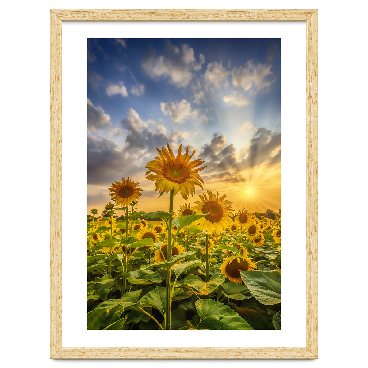 Sunset with beautiful sunflowers