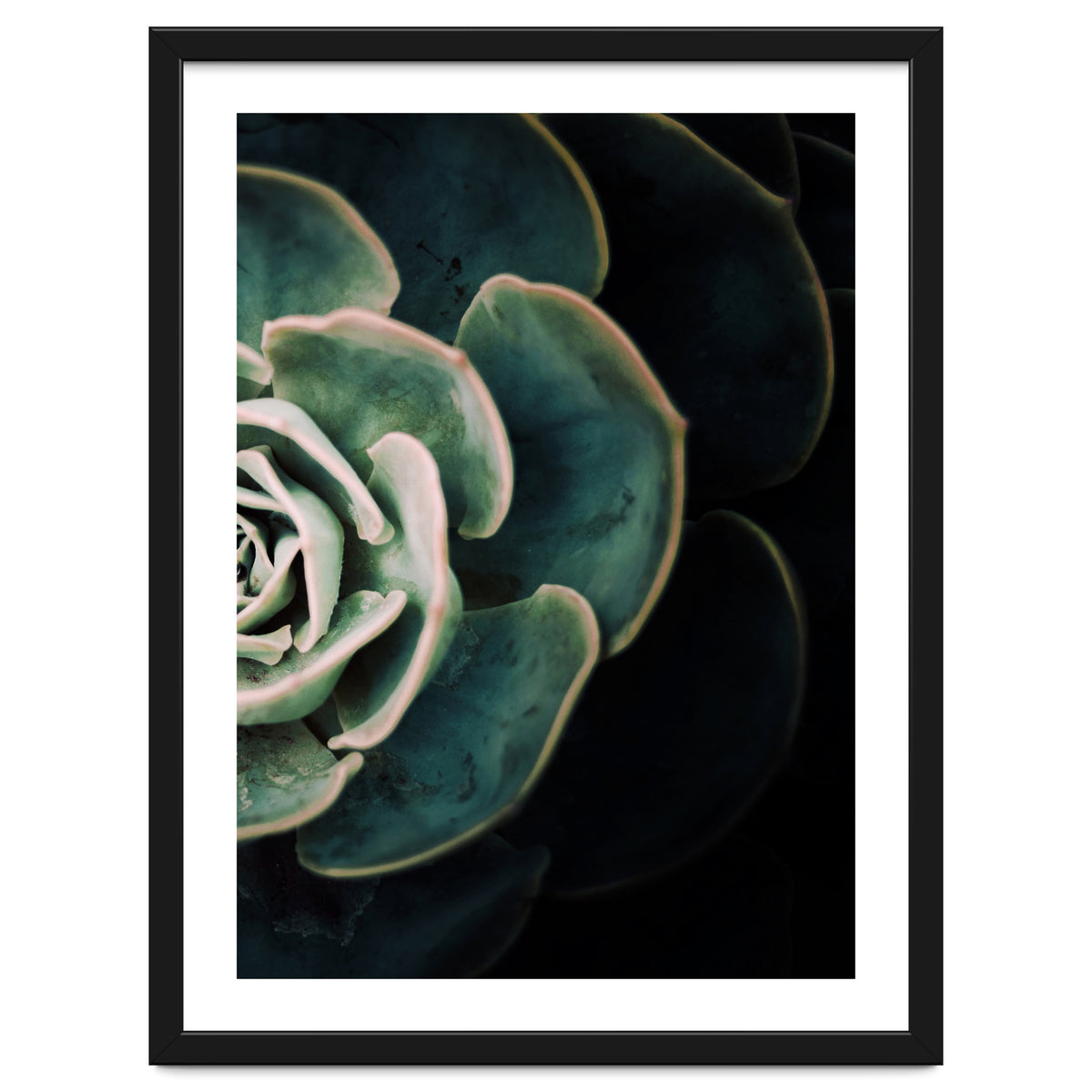 Darkside Of Succulents 4-B