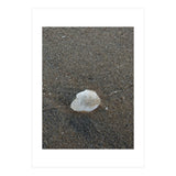 Shell in Sea Shore (Print Only) thumbnail
