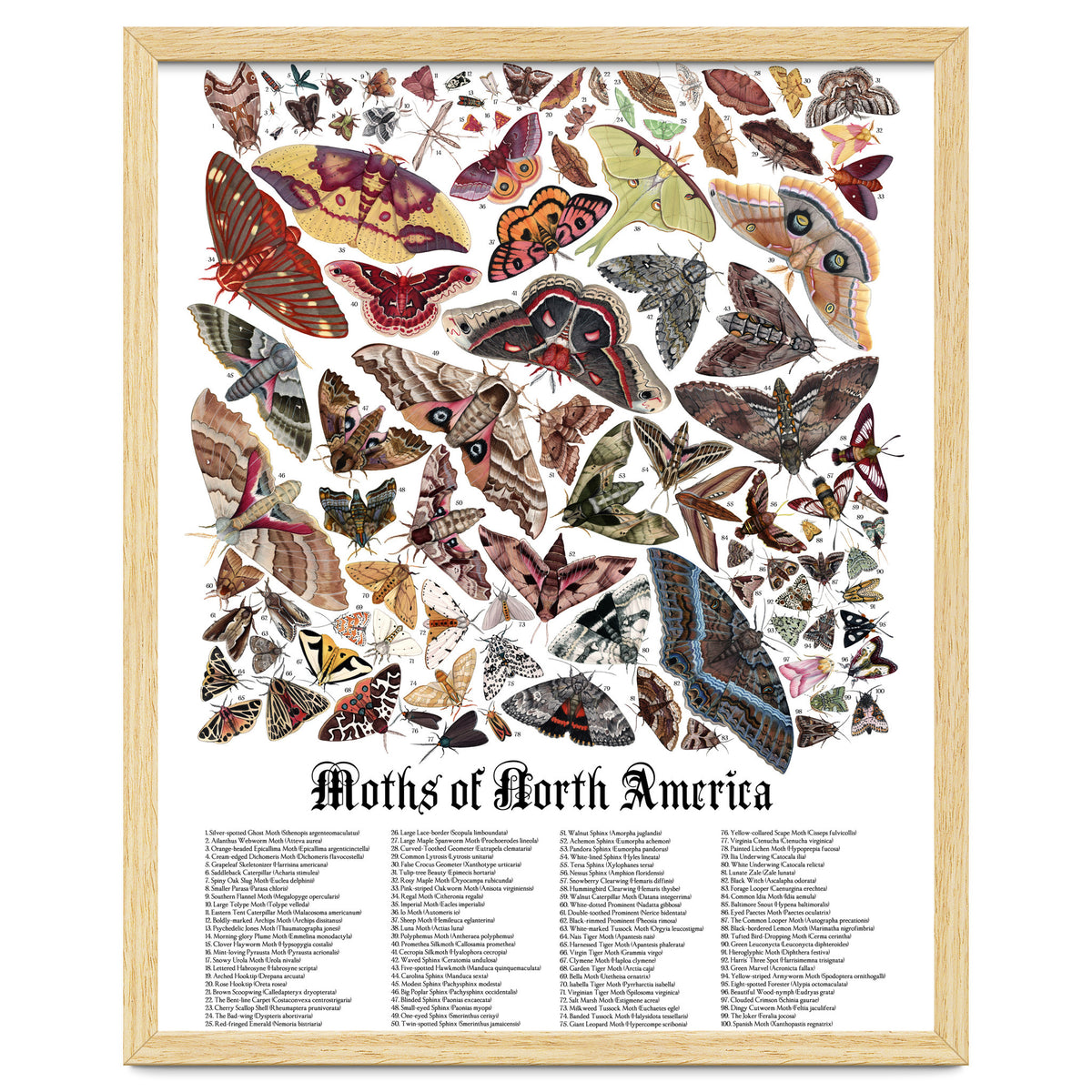 Moths of North America