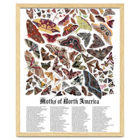 Moths of North America