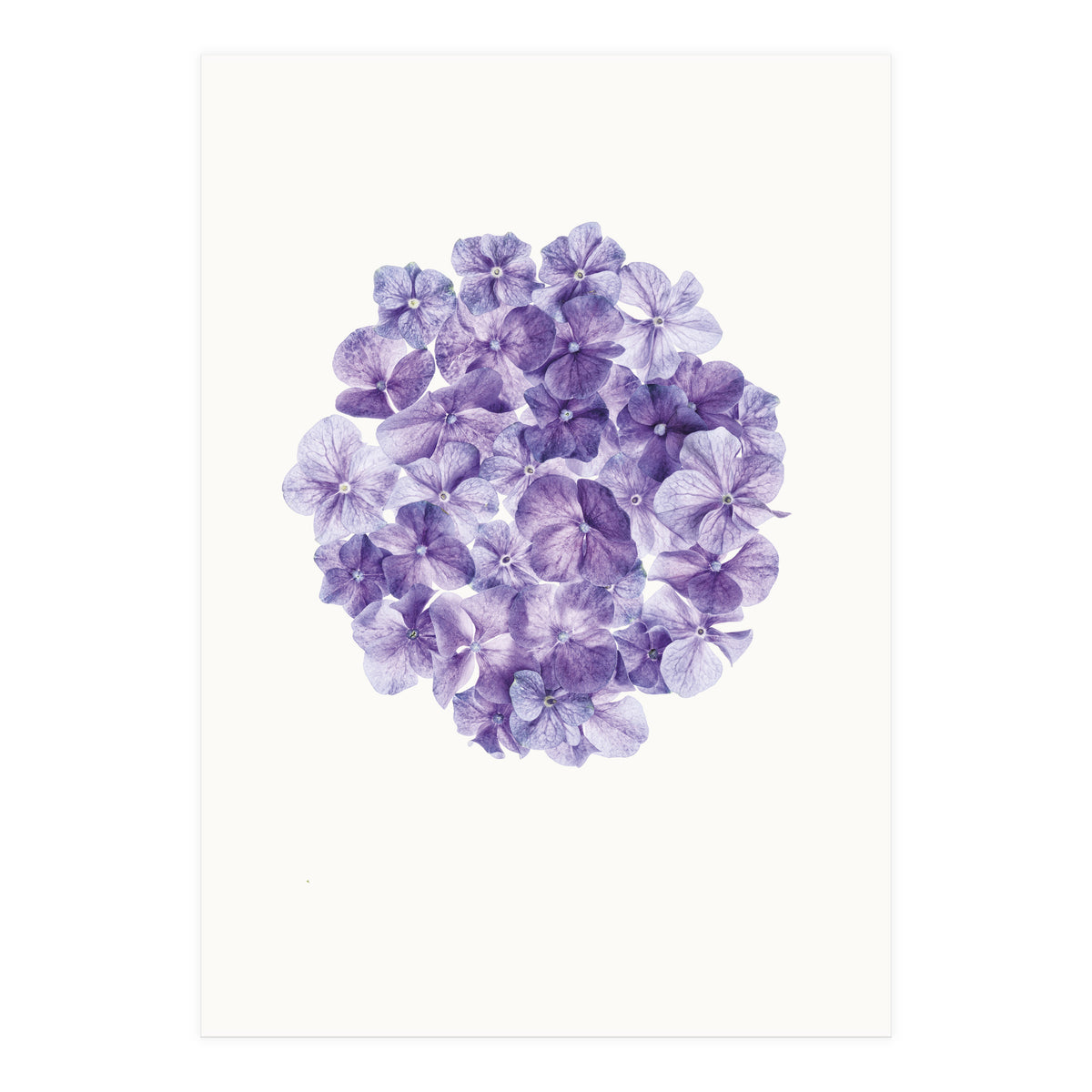 Cc Flower 01 (Print Only)