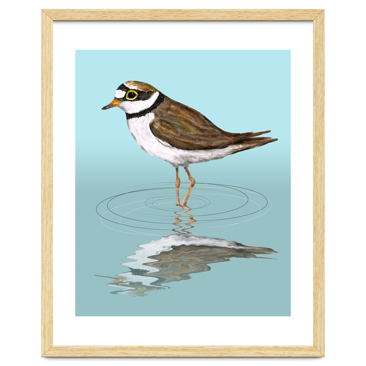 Little ringed  plover