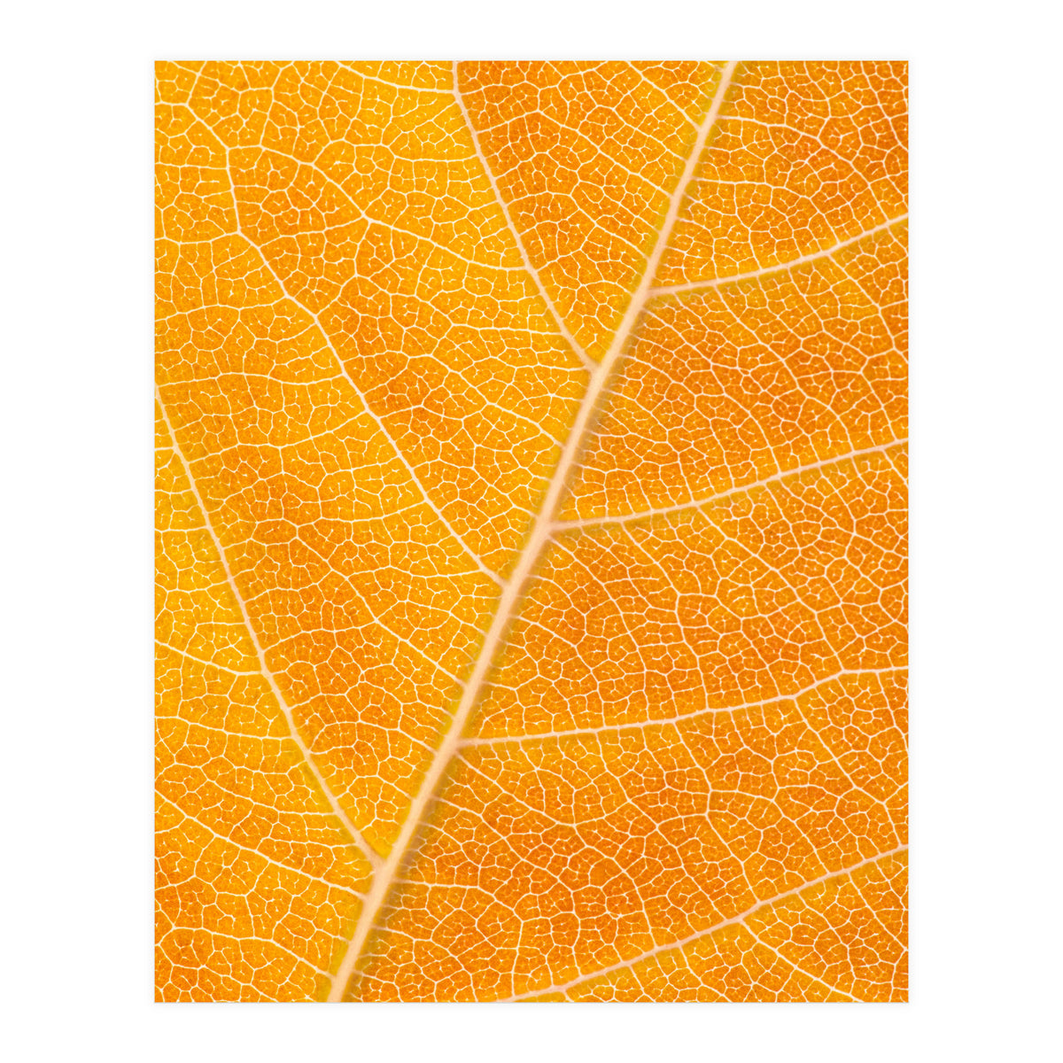 Autumn Leaf (Print Only)