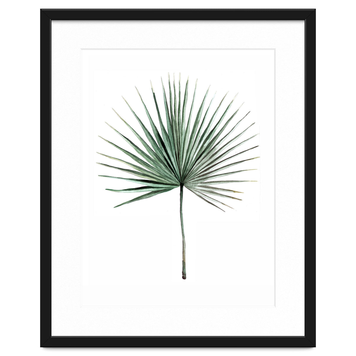 Botanical Illustration Fanpalm