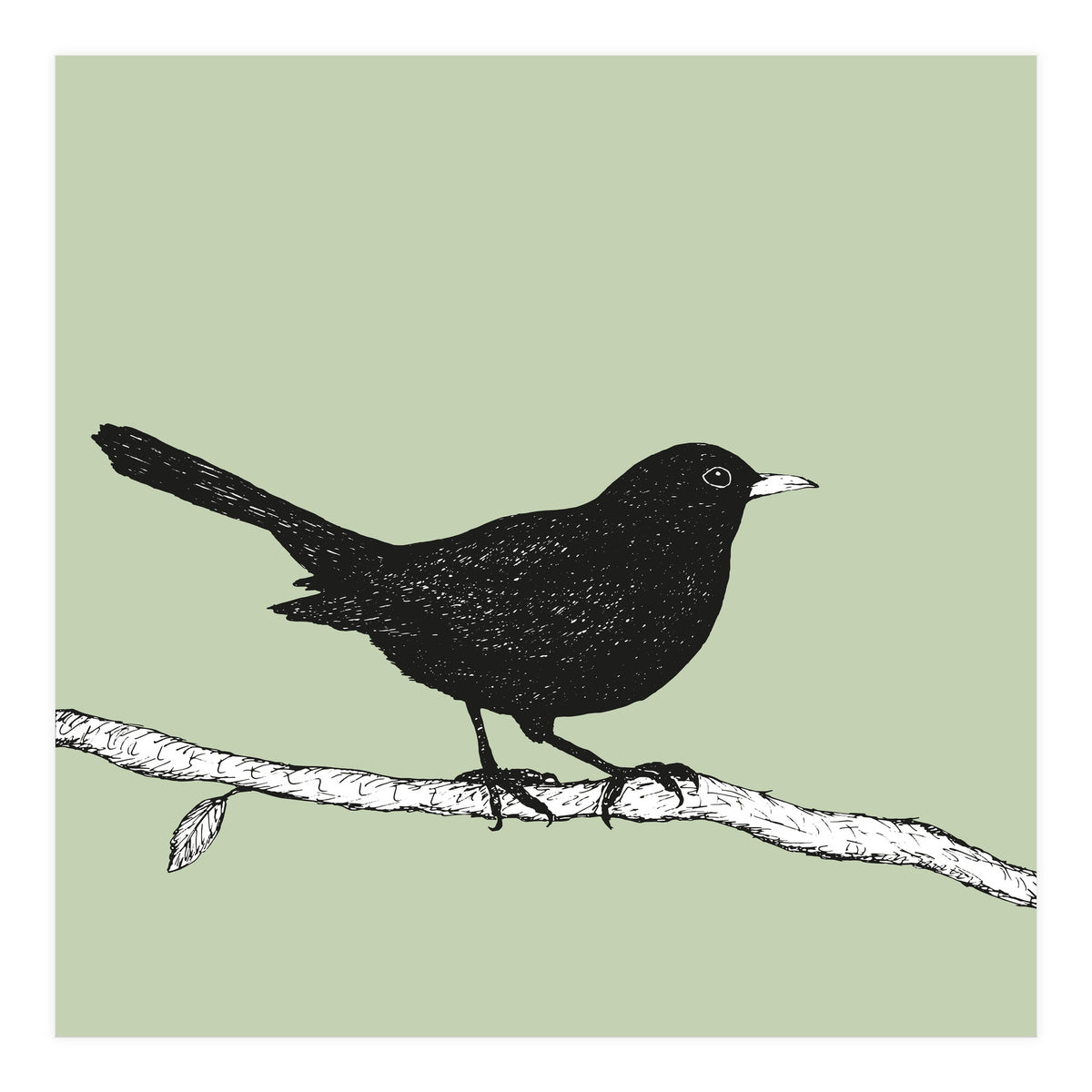 Blackbird pen drawing (Print Only)