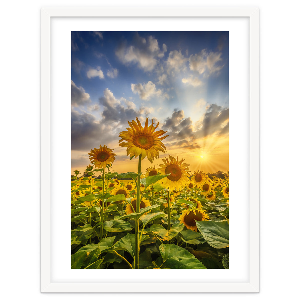 Sunset with beautiful sunflowers