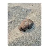 Coastal Shell (Print Only) thumbnail