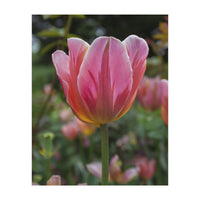Yorkshire Tulip (Print Only)