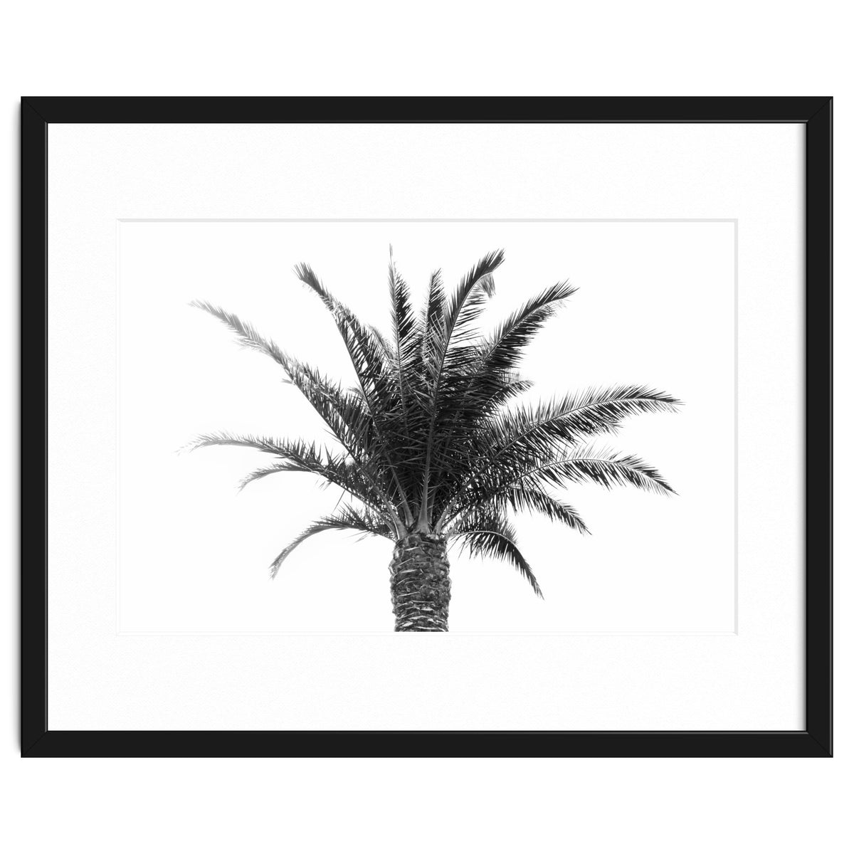 Palm Tree