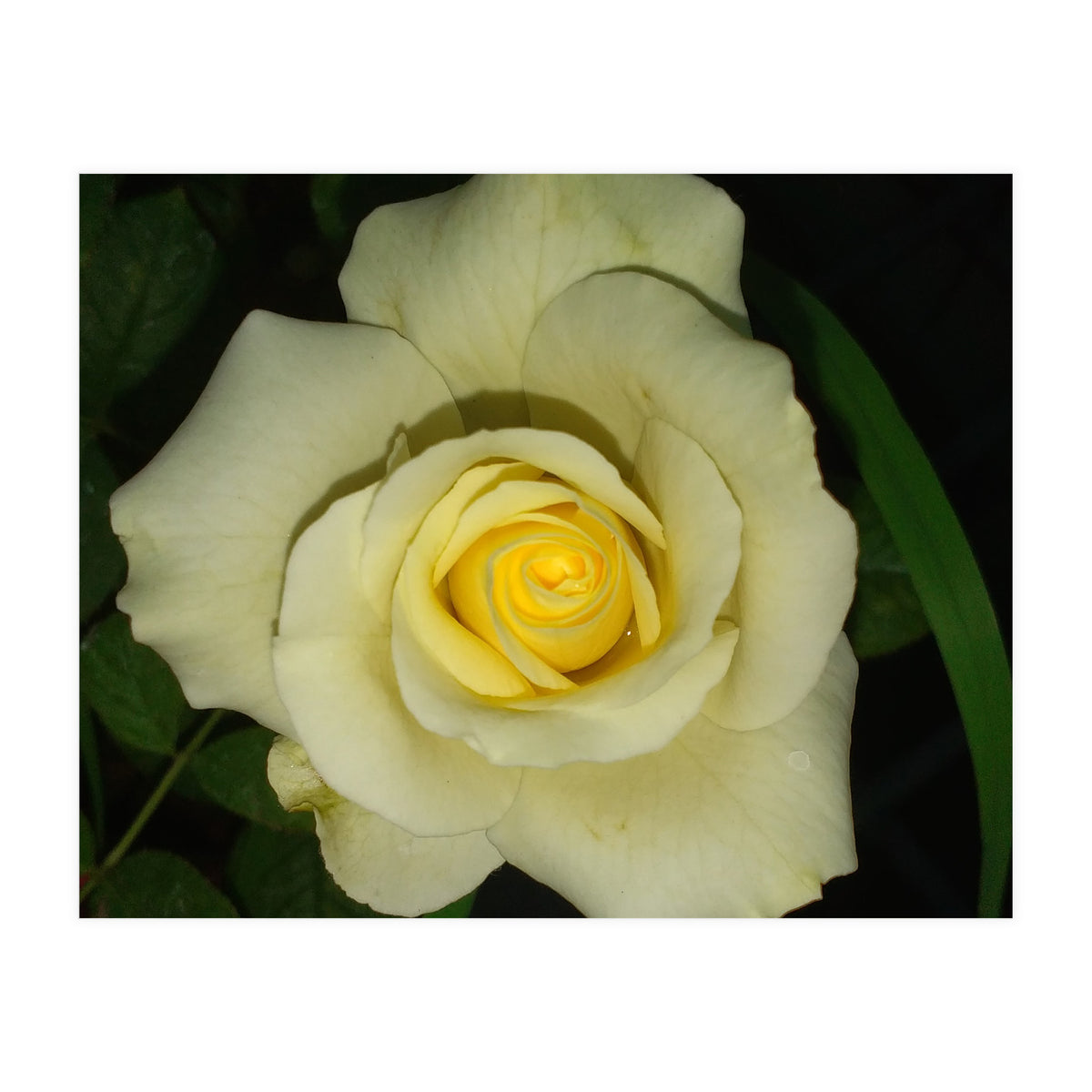 Blooming White Rose (Print Only)