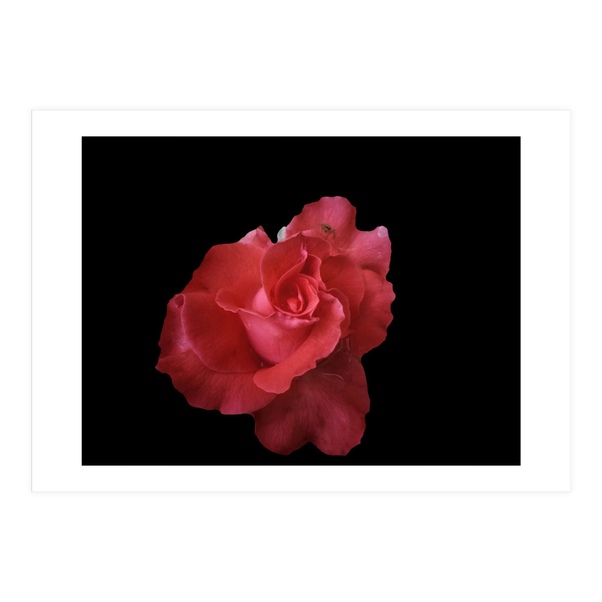 Coral Rose (Print Only)